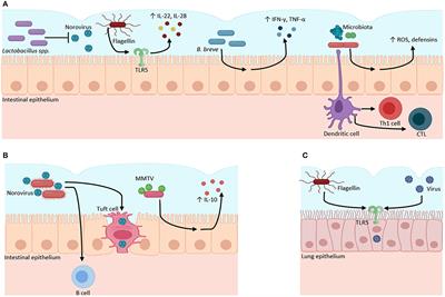 Microbiota and Its Role on Viral Evasion: Is It With Us or Against Us?